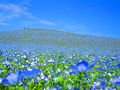 青の世界～空と海とネモフィラの丘♪
