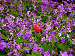 【花】昭和記念公園オフ会デビュー