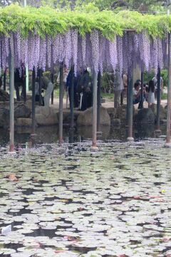 2012春、尾張の藤名所・天王川公園(1/4)：丸池、中之島の藤棚、ヨネ・ノグチ銅像