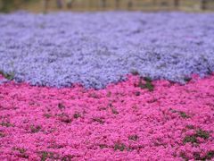 千葉市ぐるり旅【22】～地面を覆い尽くす芝桜～富田都市農業交流センター