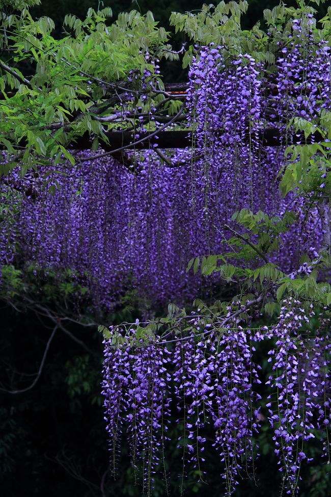 4日目 備前<br /><br />山陽道/瀬戸PA→和気 藤公園→旧閑谷(しずたに)学校→帰路