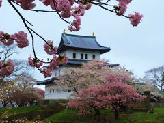 ツアーで巡る北海道の桜−１　　松前公園　桜満開　戸切地陣屋跡はまだ蕾
