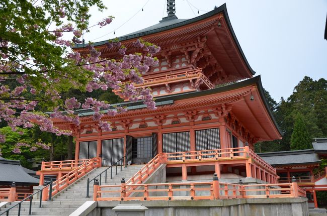 一昨日の晩、パソコン上で自宅を出発→近所のローソンへ寄り道→比叡山第一駐車場。と言うプランを考えて、ドライブコースを設定し、昨日出発前に、車のナビをパソコンで作ったマイコースと同期させてから8時半頃自宅を出発しました。<br /><br />精華学研都市ICから京奈和道路に乗り、京都市内へ。京都市内は市役所辺りを通って、9時半頃二条河原町を通過。店が開いていない時間なので道路も混んでおらず快調に予定通り走ります。そして丸太町から白川通りへ。<br />そのうち道幅が狭い山道に入り、ヘアピンカーブが続きます。やっと比叡山ドライブウエイに入り、「夢見が丘」駐車場へ着きました。<br />天気はやや曇りがちで、駐車場展望台から琵琶湖を見ても春霞で霞んでいます。昨日は月曜だったので「夢見が丘」のカフェも閉まっています。<br />展望台から景色を見て再出発。ロテル・ド・比叡の近くを通って（今回は同伴者が居ない旅なので寄り道しませんでした）<br />トンネルを抜け、比叡山第一駐車場（無料）へ10時40分くらいに到着。カーナビの到着予想時刻とほとんど変わらない時間に駐車場へ入りました。<br /><br />諸堂拝観券（550円）を買って、ここから世界文化遺産・比叡山延暦寺の諸堂巡りのまず最初は、阿弥陀堂があるところから西塔近くにある山王院までテクテク歩きます。<br /><br />山寺なので石段を上ったり下ったりと結構疲れます。あちこちにあるお堂を見て回り、写真を撮ります。<br />駐車場の所まで戻り、そこにあるレストランへ入ってお昼は簡単にここで済ませました。連休明けなのでレストランも空いていました。<br /><br />昼食後、桜が満開という釈迦堂がある西塔の方へ車で行きます。駐車場には何台か車が止めてありましたが、ここも空いていました。<br />駐車場の周りにも桜が植えてあり、八重桜が満開です。<br />満開の桜並木を見ながら坂道と階段を下りて、親鸞聖人修行の地を過ぎ、にない堂、鐘楼、釈迦堂と見て回ることにしました。<br /><br />次に、来た道を戻って、一度行きたいと思っていた山頂にある「ガーデンミュージアム」へ行ってみました。<br /><br />園内は平日でも人が多くいました。チューリップの写真を撮っていたら庭の花の手入れをしていたお兄さんが「奥の方へ行くとまだチューリップがありますよ。本石楠花もまだ残っているところもあるので写真を撮るのでしたらそちらへも行ってみられては」と教えてくれました。<br />斜面の所（香りの庭）の花を撮り終えてから教えてもらった方へ行ってみました。<br />「プラタナス広場」から「睡蓮の庭」へ、更に「木漏れ日の庭」のところから階段と坂道を降りていくと、「花の回廊」と名付けられた所にかなりの本数の本石楠花が咲いています。<br /><br />赤い色の花はもう終わりかけでしたが、ピンクの花は満開でした。熊蜂が多く飛んで忙しく花の密を集めています。<br /><br />「花の回廊」で写真を撮っていたら、後からカップルが来ましたが、熊蜂の余りの多さに退散してしまいました。熊蜂は花の密集めに忙しく、こちらへ飛んできて射すようなことは無かったです。きっと忙しくて人にかまっておれなかったのでしょう。<br />また階段と坂道を歩いていくと「花の庭」があり、奥にはショップが有り覗いてみました。クッキー、ジャム、ハーブティー、花の香水、などなど沢山置いてありました。次に向かった先は、展望塔です。天気が良ければ京都の鞍馬山、愛宕山、大阪湾や伊吹山、白山までも360度パノラマで見渡すとが出来るようです。<br />最後に「花の足湯」（200円）の所まで行ってから入り口まで戻りました。帰り道は京都市街地の混雑しているところを避けて、阪神高速から京都南IC、R24、京奈和道路、学研精華町から国立国会図書館前を通って帰りました。<br />