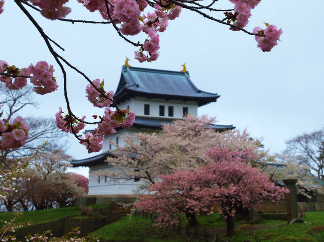 桜を追っての旅は　北海道へツアー参加で行く事に決めました。<br /><br />　ツアー参加では移動は楽ですが　<br /><br />時間規制で、、苦手で、、それを承知で行く事に