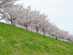 西日本最大級！小野の桜