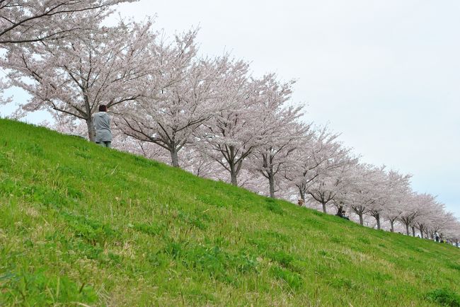 西日本最大級、全長４ｋｍの桜並木が兵庫県は小野市に存在していた。<br />意外に隠れたスポットだと思います。