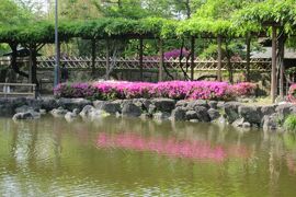 2012春、ツツジ満開の中村公園(1/2)：花が終わった九尺藤、鯉のぼり、満開のツツジ