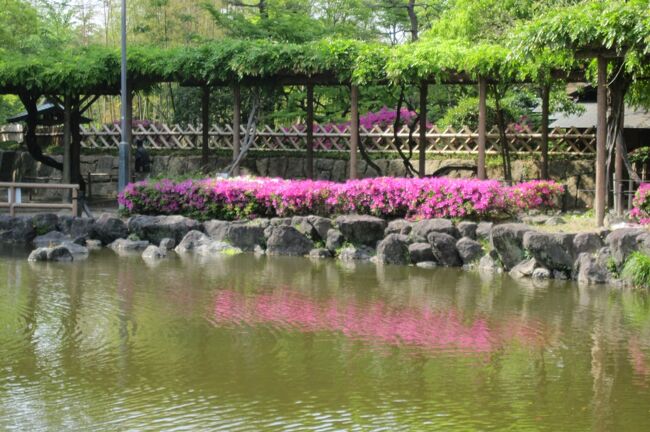 ツツジが満開の中村公園散策の散策です。同じ日に見学した津島の天王川公園では満開でしたが、九尺藤の花は終っていました。(ウィキペディア)