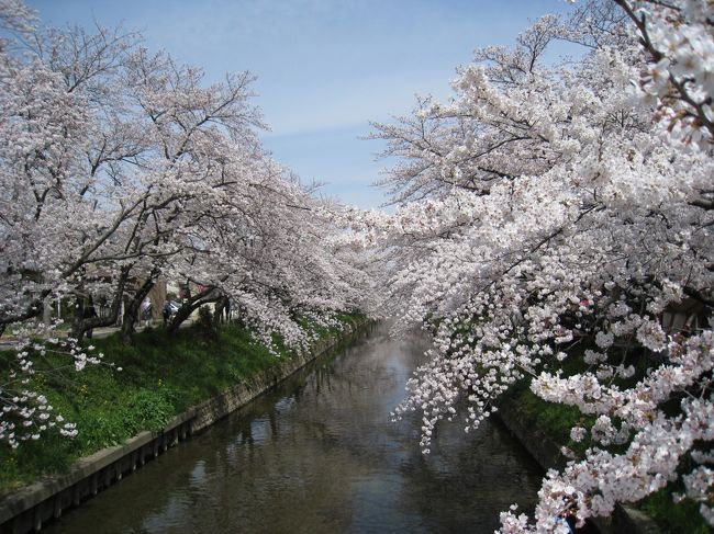 岩倉桜まつり最終日。明日は雨のようなので、満開の桜を見る最後のチャンス！延々と桜並木が続く五条川河岸を歩きます。