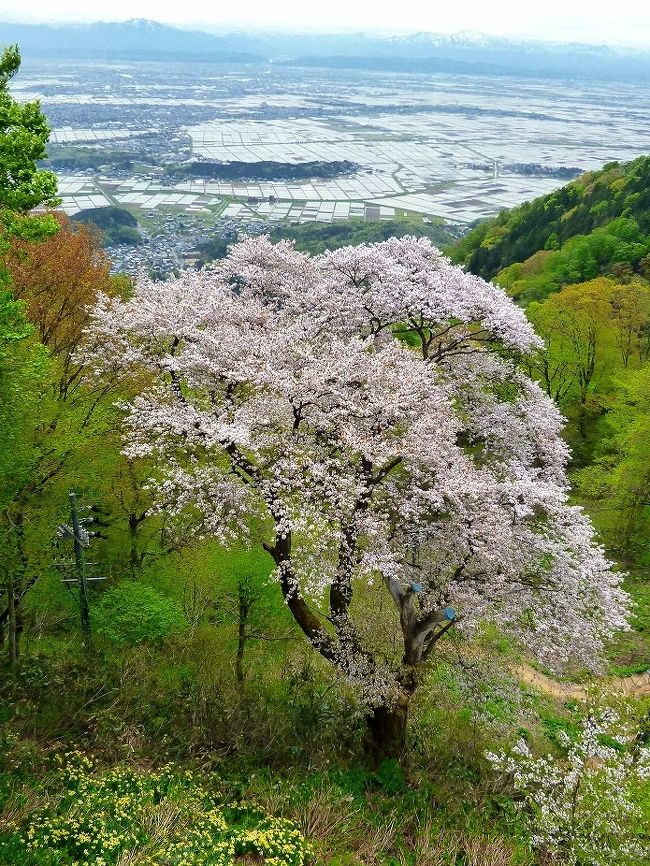 今日のメインは弥彦線☆<br />弥彦山＆弥彦神社はいつか訪れたいと思っていた場所です。<br />なんと次の電車まで待ち時間はたっぷり４時間！まさに神の恵み！！<br />桜の季節はそれはそれは美しい山になるそうですが<br />まぁ今回は下見ってことで自分を慰めて・・・(笑)<br />お天気にも恵まれて、素晴らしい越後平野の眺めを堪能出来ました。<br /><br />最後はスキーに全く縁のない夫婦がガーラ湯沢駅に降り立って<br />駅員さんからは「何しに来たの？」とあからさまに不審者扱い(^_^;)<br />それもまぁ旅の良い思い出になった気がします・・・<br /><br />２日目<br />新潟～（越後線）～吉田（弥彦線）～東三条～吉田～弥彦～<br />柏崎～（信越線）～長岡～（上越線）～越後湯沢～（新幹線）～<br />ガーラ湯沢～（新幹線）～上野