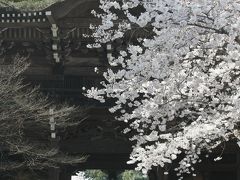 '12.桜を求めて（粉河寺）