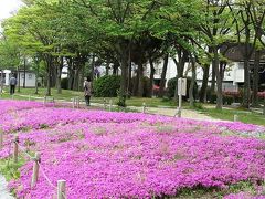 大津におう浜の芝桜と鮎家の食事