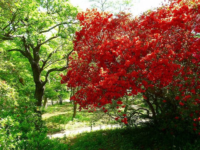 お天気がイマイチの連休中でしたが<br />５日は何とか晴れるというので<br />清水公園のつつじを見ようと出かけてみました。<br /><br />朝９時に着くように電車に乗ったのですが<br />車内はガラガラで「ラッキー♪」と思ったのも束の間<br />駐車場に続く車の大渋滞にビックリ！<br />でも皆さん、アスレチックとバーベキューが目的なようで<br />花ファンタジアとつつじ園はそれほど混んでいませんでした。<br /><br />前日までの雨で、花は残念ながら痛んでいるように見えました。<br />終わった花とつぼみの方が多かったような(^_^;)<br />その分新緑が冴え冴えとして、とても美しかったです。<br /><br />お昼を食べて野田市内も歩こうと、愛宕神社まで移動しましたが<br />車の多さと初夏のような暑さに断念です(笑)<br />市内散策はまた日を改めま〜す。<br /><br /><br /><br />