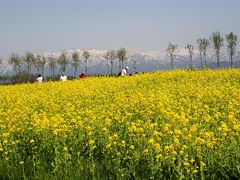 菜花咲く　福島潟は　春うらら