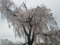 円山公園で桜を愛で、祇園縄手で一銭洋食を食す。