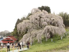 樹齢千年の三春滝桜～福島～