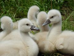 ふわふわモコモコの白鳥のヒナが超かわい～っ！！