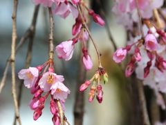 京都　2012年桜巡り～醍醐寺
