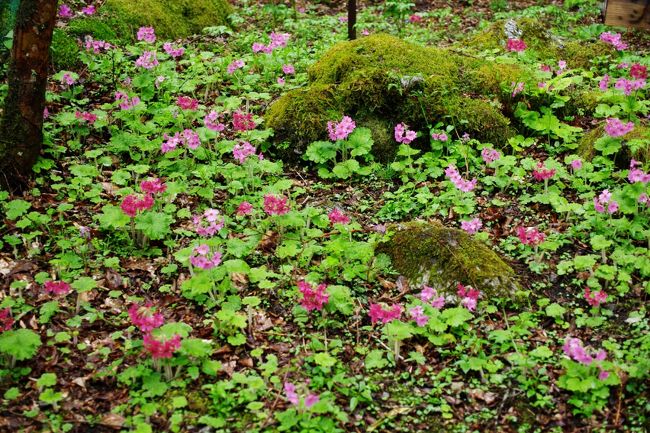 姫シャガの群生があるという、徳島県名西郡神山町上分中津土須峠四国山岳植物園“岳人の森”(がくじんのもり)さんへ。<br /><br />珍しいことに、花には全く興味がない夫が行こうと言うので連れて行ってもらいました。