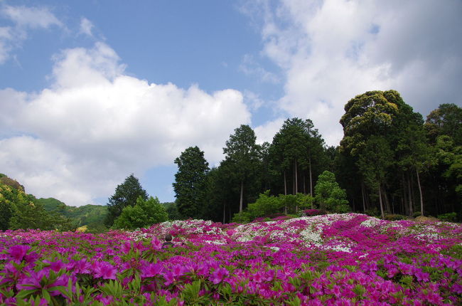 関西屈指のツツジの名所でもある三室戸寺<br />20,000株のツツジがほぼ満開となり、山を染めています。<br />晩生の石楠花も咲き艶やかな三室戸寺を楽しんで参りました。<br />5000坪の庭園を埋め尽くす躑躅のお花畑は見事<br />ご一緒に散策している気分でお楽しみ頂ければ幸いですm(__)m<br /><br />よろしければデジブックもご覧くださいませm(__)m<br />http://www.digibook.net/d/8855ebfb911a844d731643e6f2577282/?viewerMode=fullWindow