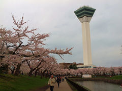 ツアーで巡る北海道の桜−５　函館市　五稜郭　桜満開