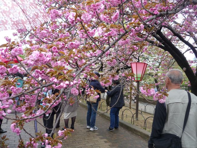 伊東の桜を見終わって、有馬温泉で桜。思いがけずに京都でも桜、こうなったら、最後の桜の締めは｢大阪造幣局の桜｣でしょう！！<br /><br />長年テレビに映し出される映像を見ては、｢一度行きたい！行きたい！｣と思っていた桜の通り抜けです。娘が西宮に越したのを幸いに、今回は丁度伊東に帰る日に見ることが出来ました！！<br /><br />順番から行くと、まず有馬温泉ですが、先日先に善峯寺の桜をアップしたので、桜の三本締め第2弾は、大阪です。<br /><br />最後に有馬で締めましょう！！