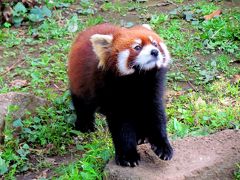 初夏のレッサーパンダ紀行【１】　川崎市夢見ヶ崎動物公園＆上野動物園＆市川市動植物園　出張合間の急ぎ足訪問　でも、大満足！！