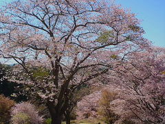 沓掛峠の山桜