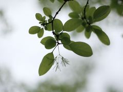 ハーブの香り・・・宇治市植物園