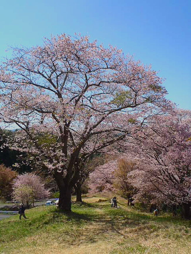 奥久慈の奥の更に奥にある沓掛峠の山桜です。奥久慈は袋田の滝と紅葉だけではありません。桜も新緑もとてもきれいな所でした。