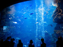 2012年　3月オープン！！京都で話題の京都水族館 ★゜・:*:・｡,★゜*. ★゜・:*:・｡,★゜*. 