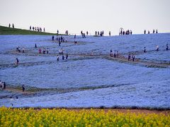 福島へ　３日目後半（最終回）　国営ひたち海浜公園ネモフィラ、チューリップ