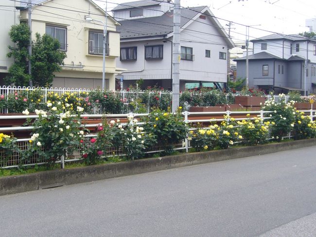 あらかわ遊園入り口から荒川車庫までの線路沿いに沿って今見頃のバラを見に行く。