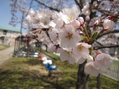 お花見へ