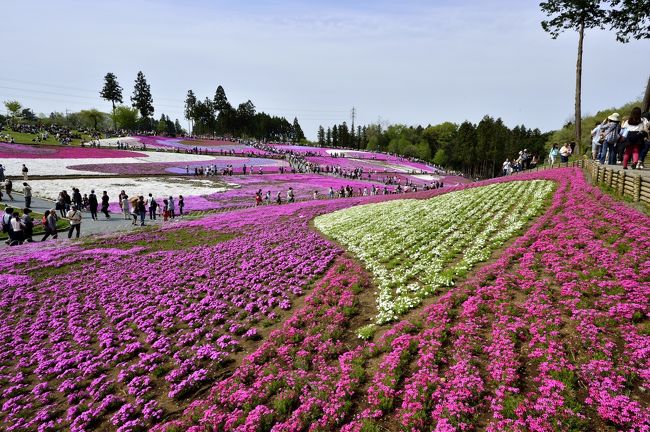 今回の旅行記は秩父市内にある羊山公園の芝桜です。まずは関越自動車道路でいざ花園ICへ向かう予定が、深夜の時間帯にバスの追突事故が発生しその余波で関越自動車道路が連休と重なり大渋滞を起こしました。仕方がないから圏央道で狭山で降りて秩父まで下の道路で行き、まずは、毎年出かけている三峰神社でお札と祈願をして貰いに行きました。4/29昭和天皇の誕生日で神殿内で昭和祭が執り行われて、宮司の祝詞もあり(普段は宮司はしません)、その後時間があったら、秩父鉄道のパレオエクスプレスC58も撮影し、ついでに羊山公園の芝桜も見に行くと言う大変欲張りの日程でしたが、まず関越の大渋滞、三峰神社の祝詞が1時間以上、おまけに秩父市内で羊山公園に行く為の車の大渋滞、駐車するのに一苦労しました。その為SLの撮影は出きずに断念、家族同伴もあり今回は羊山公園の芝桜のみとしました。<br />4/30にNHKの夜の首都圏ニュースにも放映されましたが、とにかく人ごみで大変でした。写真撮影をするなら朝一番開園と同時に入ることをお勧めいたします。そして、写真とは裏腹に全体的には狭い印象です。パンフレットと私の写真を含めて、広大な土地にあるように見えますが、実際にはカメラのレンズを広角から標準で撮影している為広く見えます。<br /><br />芝桜で有名な羊山公園は、桜の名所でもあり、広大な芝生広場では、約1,000本のソメイヨシノやシダレザクラが咲き誇るお花見のメッカです。<br /><br />交通:御花畑駅下車徒歩15分<br />開花時期:4月上旬〜中旬<br />お問合せ:秩父観光協会 ?0494-21-2277<br /><br /><br />秩父山、武甲山の麓にある羊山丘陵の斜面を利用して様々な色の芝桜を組み合わせて植裁されており、「芝桜の丘」と呼ばれ、毎年拡張と増殖作業が行われ、広さは約17,600平方メートルに広がり、ピンクや白、紫色など9種(ハナシノブ科フロクス属)40万株以上植えられております。<br /><br />秩父観光協会のホームページ<br />http://www.chichibuji.gr.jp/shiba-img/shiba.htm