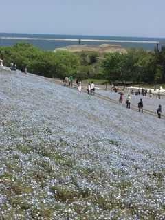 青空・蒼い海・ブルーネモフィラ