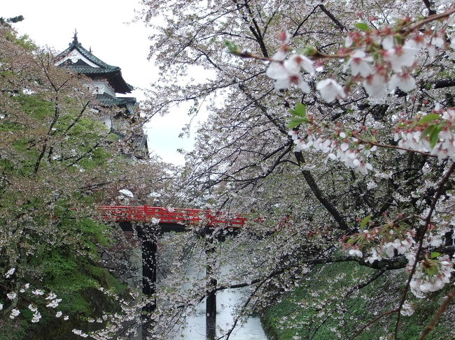 桜のみ収めに、みちのく三大桜の弘前城へ行ってきました。<br />だいぶ散っていたうえに悪天候で、少し残念でしたが、<br />桜の花びらに覆いつくされたお堀は見事でした。