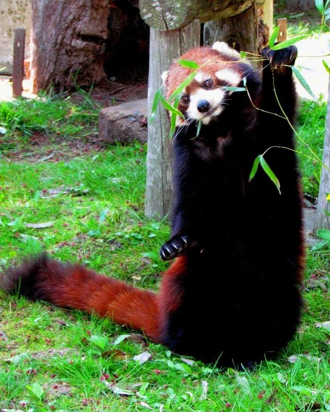 昨日、東北サファリパークと那須どうぶつ王国でレッサーパンダを満喫した僕は新幹線で仙台へ。<br />今日は仙台市八木山動物公園です。<br />震災復興のシンボルとしてジャイアントパンダの導入も計画されている八木山動物公園ですが、ここには現在、コンタ君とシュララちゃんという期待のレッサーパンダ・カップルが暮らしています。<br />他にもまだ７歳のホッキョクグマ・ペアのカイ君とポーラちゃんも同居中で見どころいっぱいの動物園です。<br /><br /><br />これまでのレッサーパンダ旅行記はこちらからどうぞ→http://4travel.jp/traveler/jillluka/album/10652280/