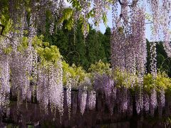 大町藤公園：藤棚満開