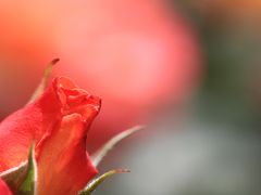 大きなる 紅ばらの花 ゆくりなく ぱっと真紅に ひらきけるかも　「靭公園（うつぼこうえん） バラ園」