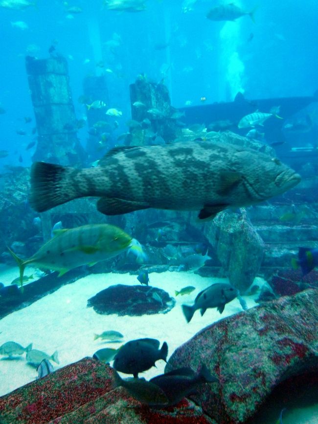 砂漠あり、世界一の噴水あり(ドバイ・ファウンテン)・世界一高いタワー(ブルジュ・カリファ)ありと一度は行ってみたかったドバイを家族で体験してきました。<br /><br />【主な観光地など】<br />１日目は、<br />●市内観光<br />●ブルジュ・カリファ展望台(サンセットのアット・ザ・トップ)<br />●ドバイ・ファウンテン<br />●ドバイモールで買い物<br />です。<br />１日目はこちらです。<br />http://4travel.jp/traveler/aoitomo/album/10655192/<br /><br />２日目<br />●インドア・スカイダイビング（iFly Dubai）<br />●デザート・サファリ<br />２日目はこちらです。<br />http://4travel.jp/traveler/aoitomo/album/10657060/<br /><br />３日目<br />●ブルジュ・カリファ展望台(日中のアット・ザ・トップ)<br />●ワイルド・ワディ<br />●スーク・マディナ・ジュメイラ<br />３日目はこちらです。<br />http://4travel.jp/traveler/aoitomo/album/10661242/<br /><br />４日目①<br />●水上飛行機でラス・アル・ハイマ首長国へ<br />　(水上飛行機で４首長国横断)<br />http://4travel.jp/traveler/aoitomo/album/10664424/<br /><br />４日目②<br />●車でラス・アル・ハイマからドバイへ南下<br />●ドバイクリーク・ゴルフ＆ヨット・クラブ<br />●パームジュメイラモノレールに乗って<br />　アトランティス･ザ・パームへ<br />http://4travel.jp/traveler/aoitomo/album/10670677/<br /><br />４日目③<br />●アトランティス・ザ・パームのロスト・チャンバー<br />　とそれ以降<br /><br />この旅行記は<br />ドバイ家族旅行(４日目③アトランティス・ザ・パームのロスト・チャンバーとそれ以降)です。<br />主に水族館ロストチャンバーの紹介をさせていただきます。<br /><br />後ろにドバイのおみやげ編を追加してます。<br /><br />最後の写真の解説欄に<br />ロストチャンバーの高画質フル動画の<br />URL入れてあります。<br />連続して動画を見たい方はこちらをどうぞ。