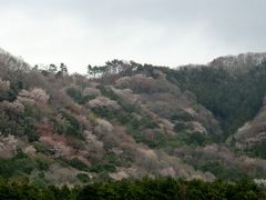 石岡市八郷から桜川市へ 里山の山桜を探して。