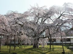 '12桜を求めて（醍醐寺）