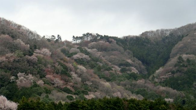 1週間前に訪れた茨城県桜川市の里山の山桜。<br />その時はまだ、咲き始めだったので、もう一度、出かけてみました。<br /><br />見たかったのは、桜川市高峰の自生の山桜。<br />平安時代のお花見のように自生の山桜の咲く里山の風景です。<br />国の天然記念物｢桜川のサクラ」の保護・育成・啓発活動に取り組んでいる、<br />”サクラサク里プロジェクト”のポスターの写真にあった、<br />新緑の緑と、ほのかなピンクのグラデーションが織成す一瞬の景色が見たくて、今週も来てみたのです。<br /><br />山桜はそろそろ見ごろに咲いていましたが、本日の天気はうっすらとした曇り。<br />遠めに見る山桜はすこし霞の向こうのような景色で、ポスターのような色とりどりの山には、もう一息でした・・・。<br />したがって、写真もそんな具合で、目で見るほどにもきれいに写りませんでしたが、<br />ソメイヨシノの同じピンク一色のお花見とは全く違う<br />雅な山桜の風景は、今年新たに知った、お花見の楽しさとなりました。<br /><br />途中に寄った、桜川市「月山寺」では珍しい、植物も見るという思いがけない収穫もありました。<br /><br />今日は、里山の山桜を見ながら、石岡市八郷地区から車で桜川市高峰へとドライブです。<br /><br />先週2012年4月15日のの桜川市の山桜のお花見の旅行記は下記になります。<br />桜川の山桜と笠間の桜めぐり<br />http://4travel.jp/traveler/marimomaman/album/10662470/<br /><br />コメントは順次記載いたします。<br />