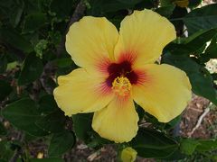 １０年ぶりのハワイ！しかも一人旅！②