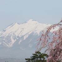 東北さくら紀行