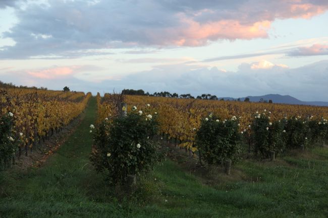 2012 訪れる秋の一瞬の輝きを味わう　黄葉を楽しむタスマニアとメルボルン＆シドニー (4)