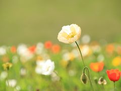 木陰で涼しく過ごす初夏の森林公園（前編）すがすがしい森林浴と春と夏の狭間の時期の花たち～ポピーやアヤメ