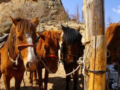 大草原で乗馬三昧＠モンゴルの旅②１１年ぶりの乗馬体験