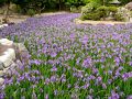 池を埋め尽くす多聞寺のカキツバタ